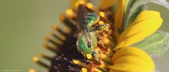 Paragapostemon coelestinus