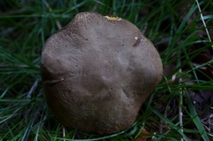 Hortiboletus engelii