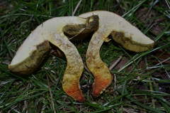 Hortiboletus engelii
