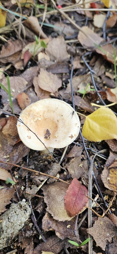 Lactarius pubescens · April 2025 · photo: © shane212 (iNaturalist, cc0)