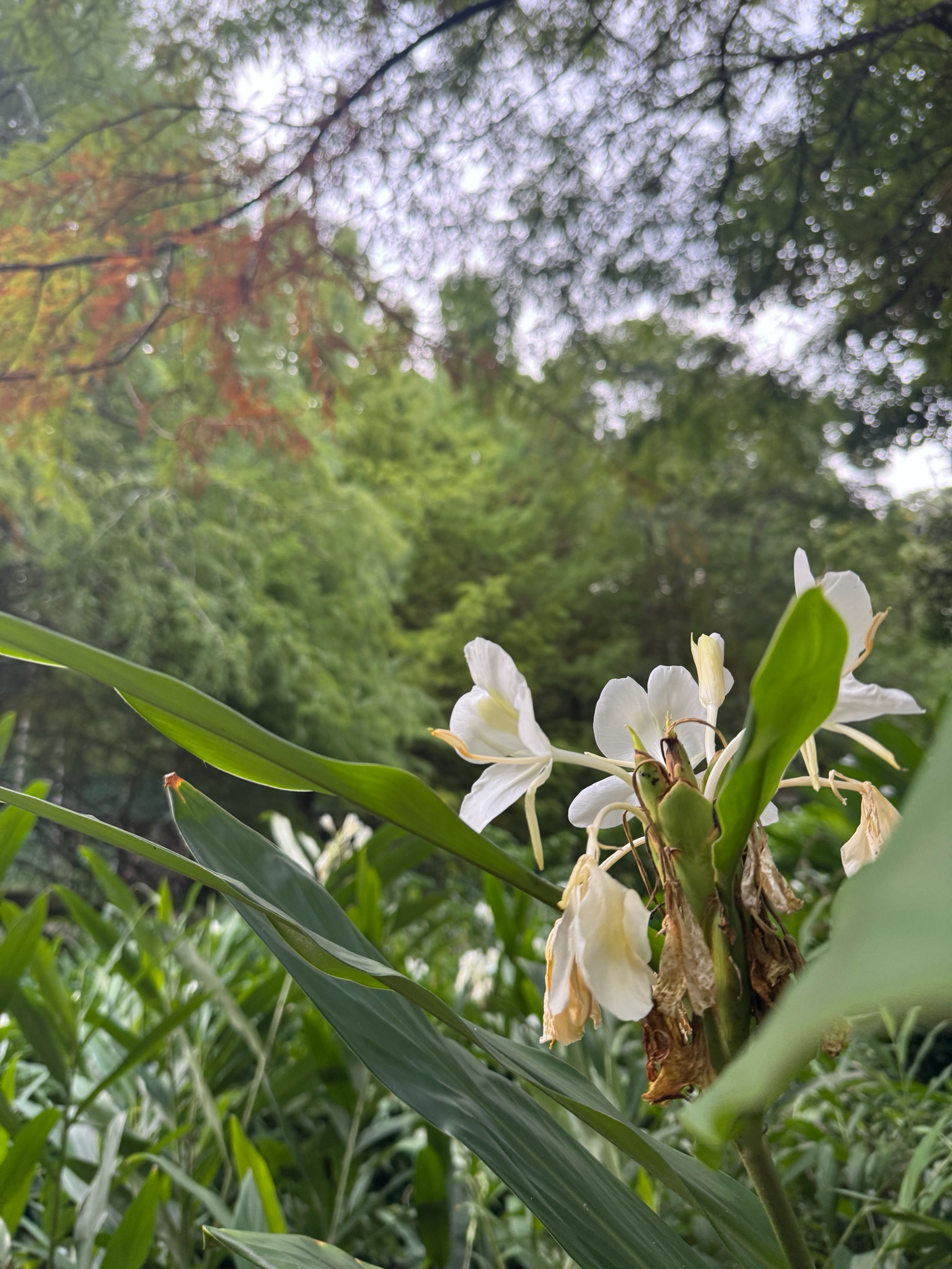 Hedychium coronarium