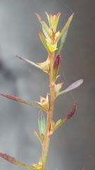 Ludwigia curtissii