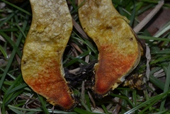 Hortiboletus engelii