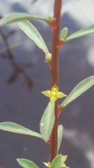 Ludwigia curtissii