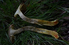 Hortiboletus engelii
