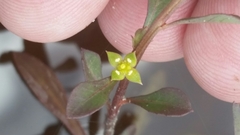 Ludwigia curtissii