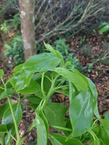 Ehretia longiflora