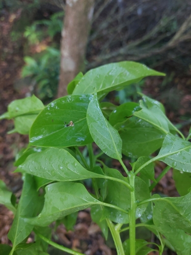 Ehretia longiflora, photograph 2