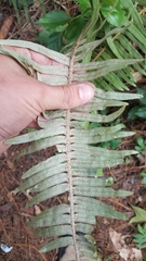 Pleopeltis sanctae-rosae