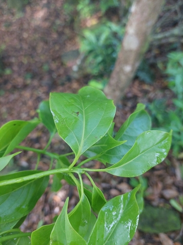 Ehretia longiflora, photograph 3
