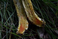 Hortiboletus engelii