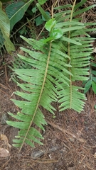 Pleopeltis sanctae-rosae