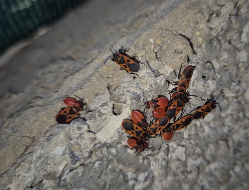 Mediterranean red bug