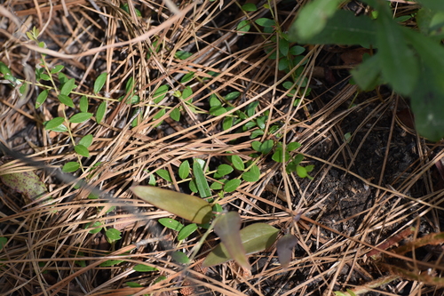 Image of Vaccinium crassifolium by (c) Ryan Watson, some rights reserved (CC BY)