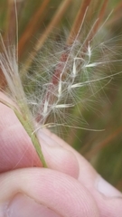 Andropogon virginicus virginicus