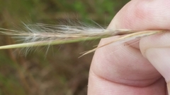 Andropogon virginicus virginicus