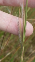 Andropogon virginicus virginicus