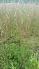 Andropogon virginicus virginicus