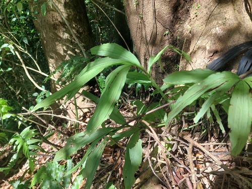 Calanthe obcordata, photograph 2