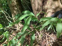 Jason, CC BY, iNaturalist via GBIF Calanthe obcordata, photograph Jason, CC BY, iNaturalist via GBIF