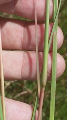 Andropogon virginicus virginicus