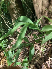 Jason, CC BY, iNaturalist via GBIF Calanthe obcordata, photograph Jason, CC BY, iNaturalist via GBIF