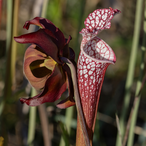 Sarracenia leucophylla