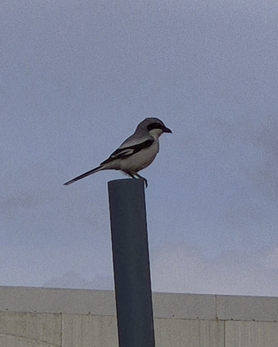 Great Gray Shrike