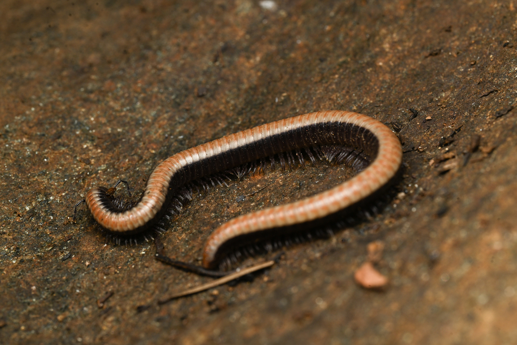 Californiulus chamberlini