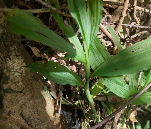 Calanthe obcordata, photograph 4