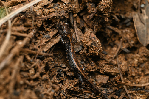 Scott Bar Salamander, Plethodon asupak