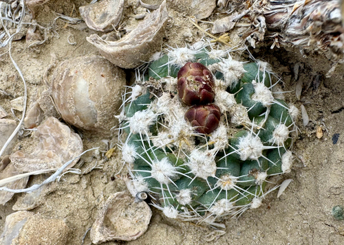 Winkler's Pincushion Cactus (Pediocactus winkleri)