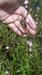 Melochia spicata