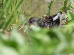 Pardirallus maculatus