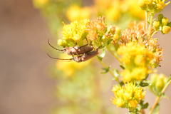 Crossidius testaceus