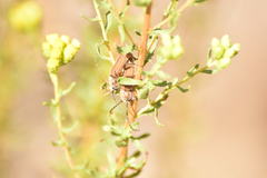 Crossidius testaceus