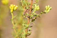 Crossidius testaceus