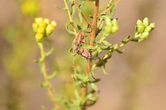 Crossidius testaceus
