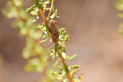 Crossidius testaceus