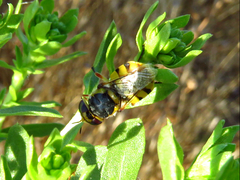 Hedriodiscus truquii