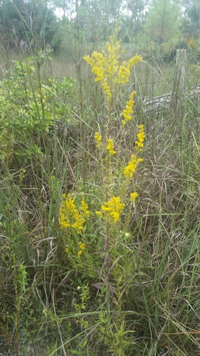 Image of Solidago leavenworthii by (c) Jay Horn, some rights reserved (CC BY)