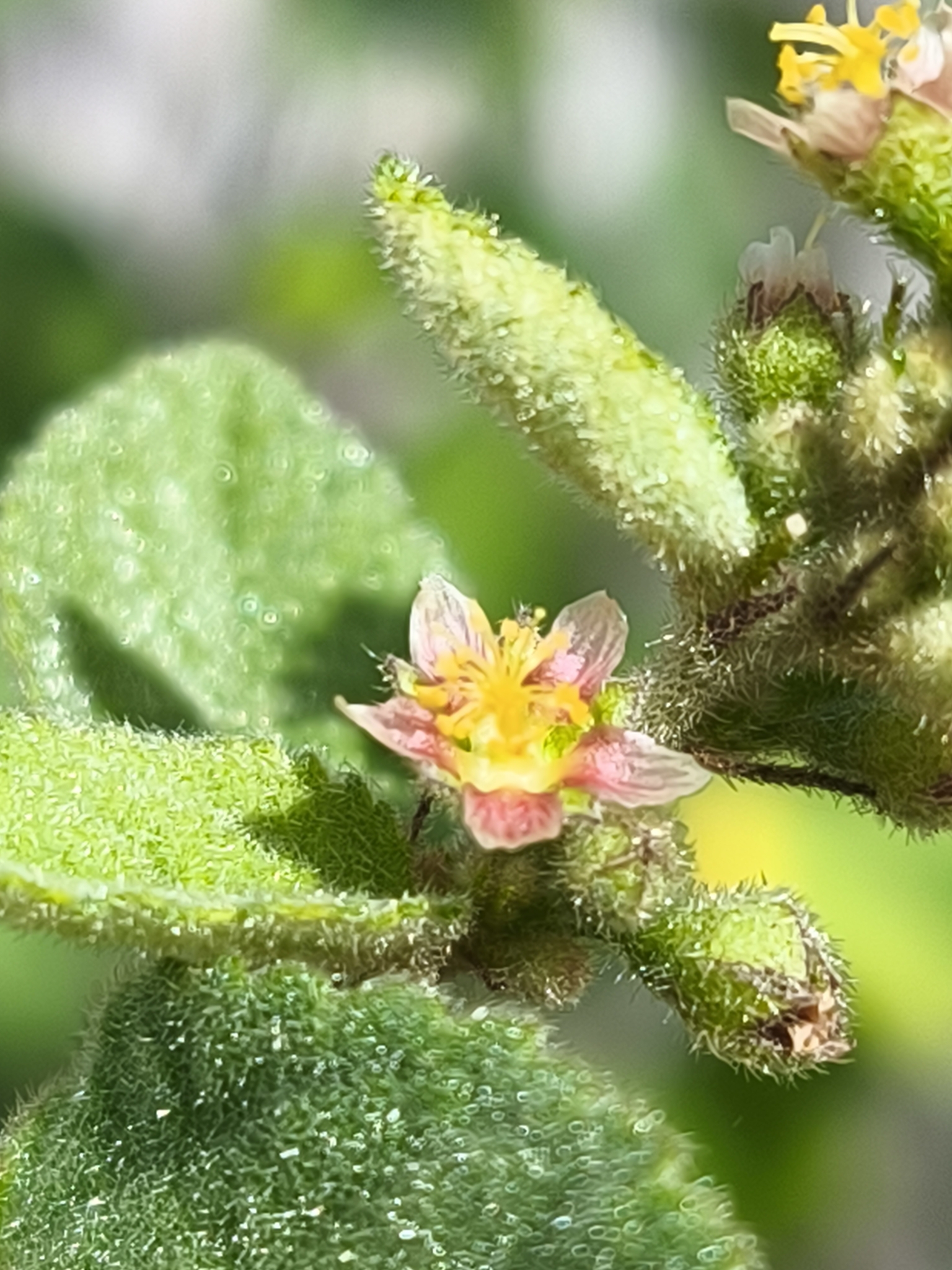 Imagem de Malva-branca