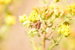 Crossidius testaceus