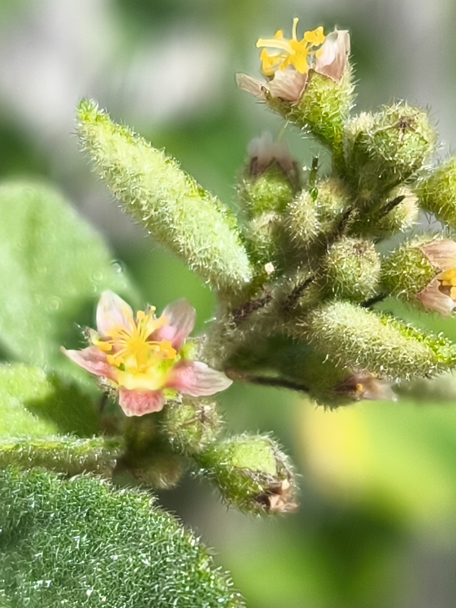 Imagem de Malva-branca