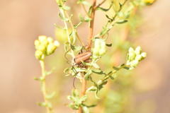 Crossidius testaceus