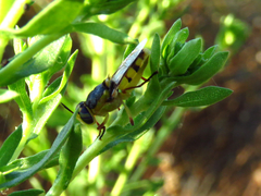 Hedriodiscus truquii