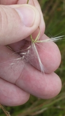 Andropogon virginicus virginicus