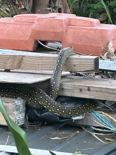 Diamond Python sighting