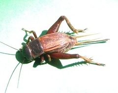 Gryllus rubens