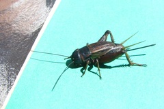 Gryllus rubens
